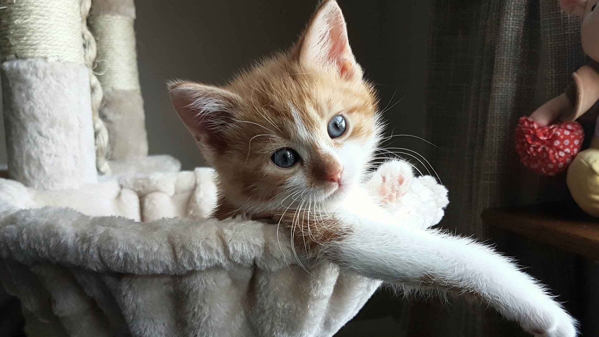 开云体育平台APP-上海队爆冷斩落湖人创奇迹，哈利伯顿美加墨世界杯接管比赛显王者风范