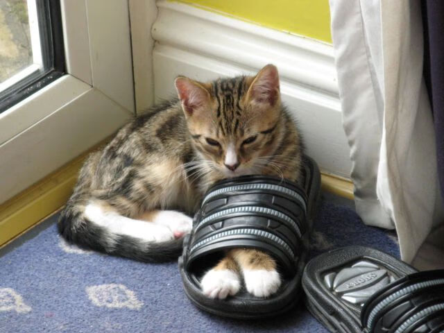 评分拉满的莫兰特，为何带不动流量时代的篮球？