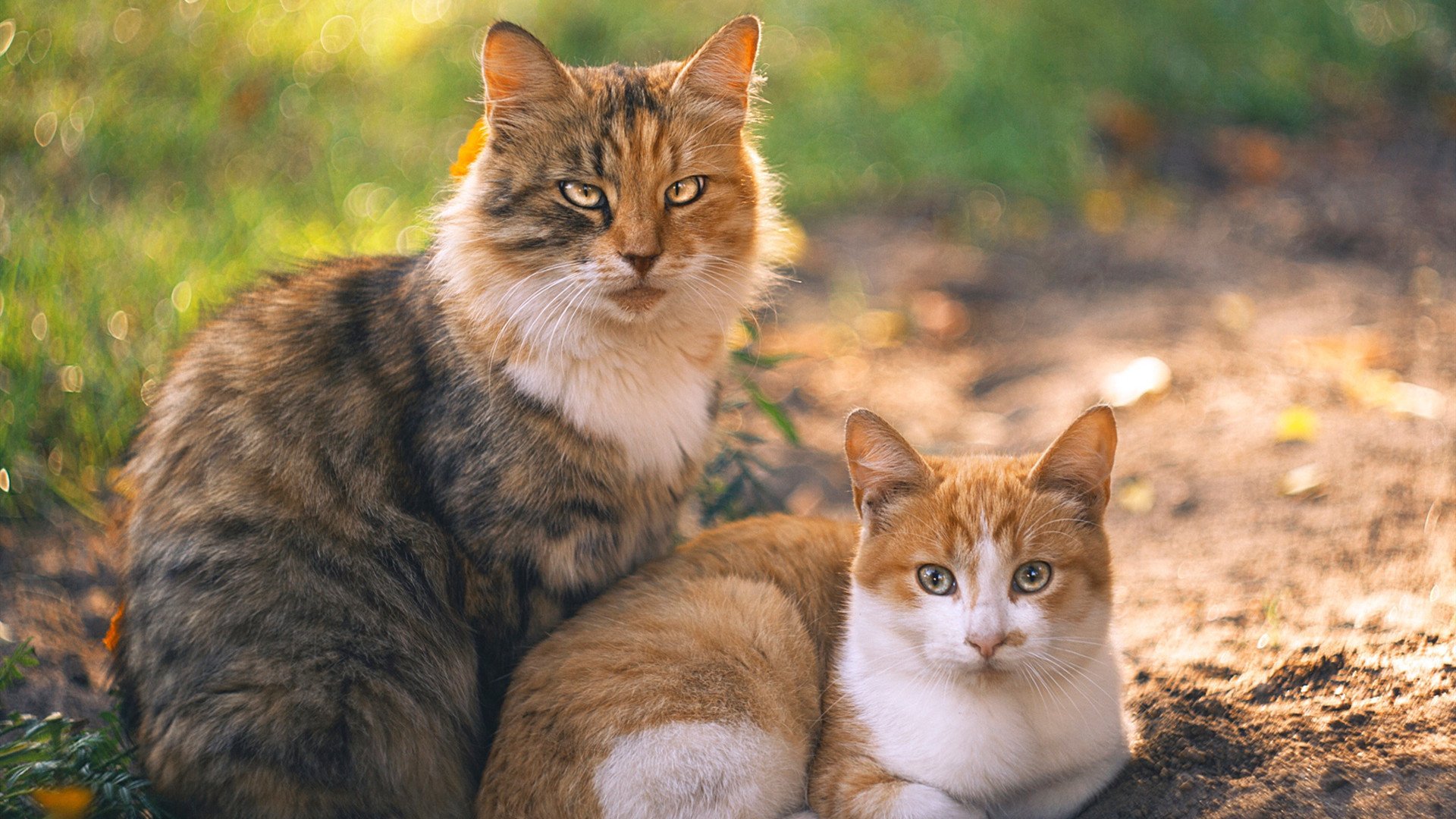 开云体育中国-当勇士的盾遇上欧文的矛，团队至上还是巨星为王？